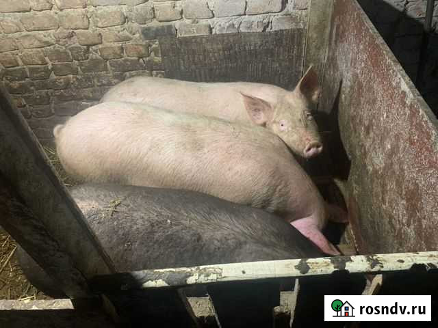 Пол тушки поросенка Мценск - изображение 1