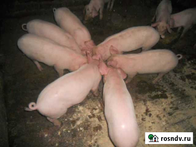 Поросята Тяжинский - изображение 1