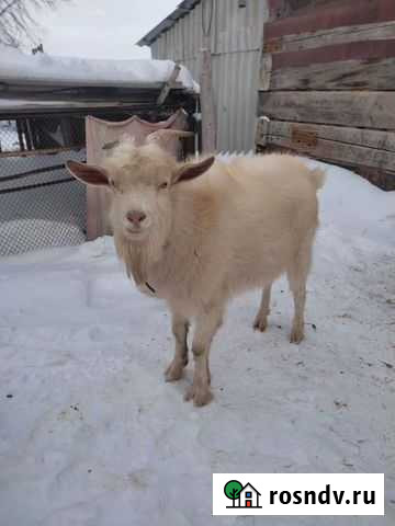 Козел Благовещенка - изображение 1