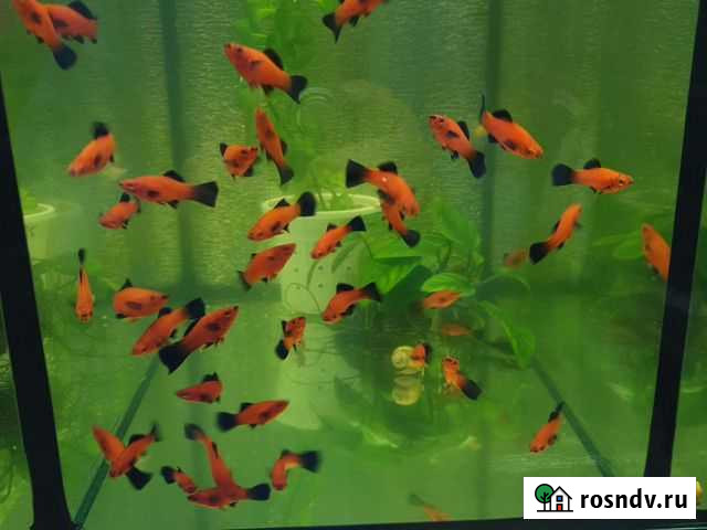 Берлинский флаговый меченосец.гуппи синяя москва Павловская - изображение 1