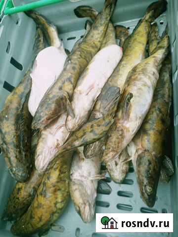 Налим Кострома - изображение 1