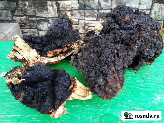 Чага Анжеро-Судженск - изображение 1