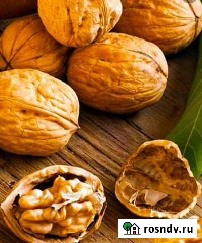 Грецкий орех Волжский - изображение 1