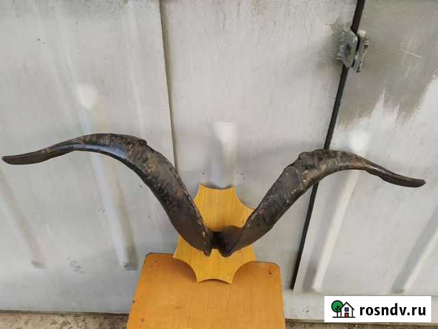 Рога дикого козла Новоалтайск - изображение 1