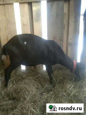 Англо-нубийская коза Тобольск - изображение 1