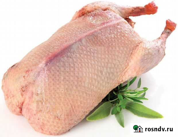 Мясо утки цена за 1 кг Рубцовск - изображение 1