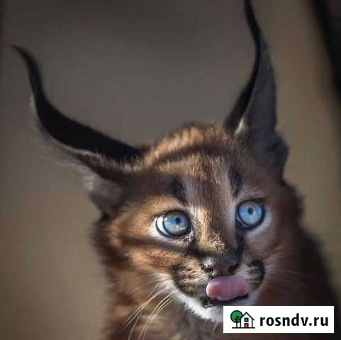 Сапожки для собаки Орехово-Зуево - изображение 1