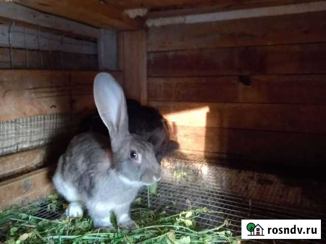 Кролик великан Белогорск - изображение 1