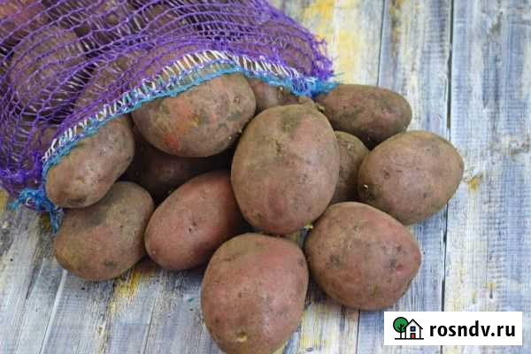 Картофель молодой Чита - изображение 1