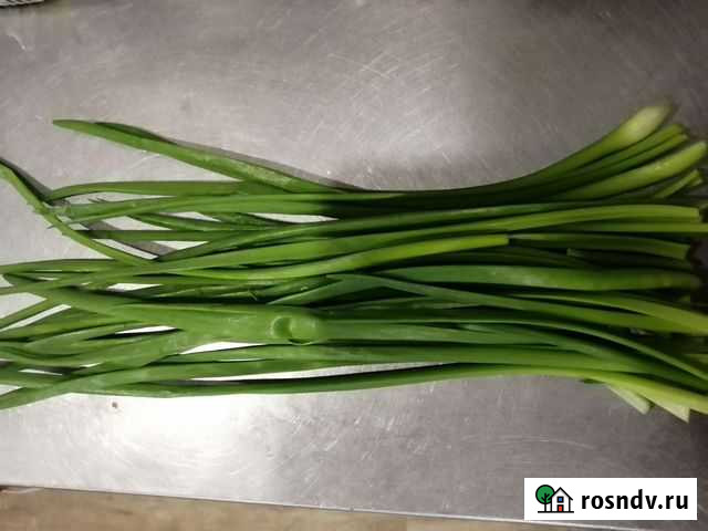 Лук Тюмень - изображение 1