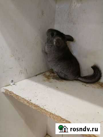 Шиншилла Челябинск - изображение 1