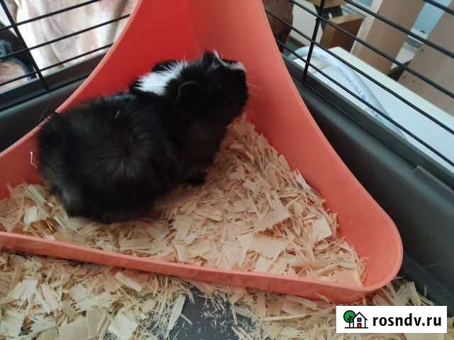 Морская свинка с клеткой Мелеуз - изображение 1