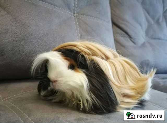 Перуанские морские свинки Новосибирск - изображение 1