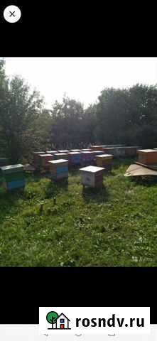 Мёд Щёлково - изображение 1