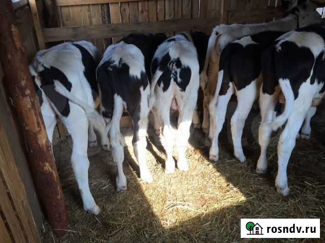 Бычки с доставкой Старое Шайгово - изображение 1