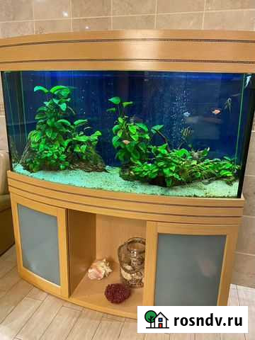 Аквариум с рыбками Краснознаменск - изображение 1
