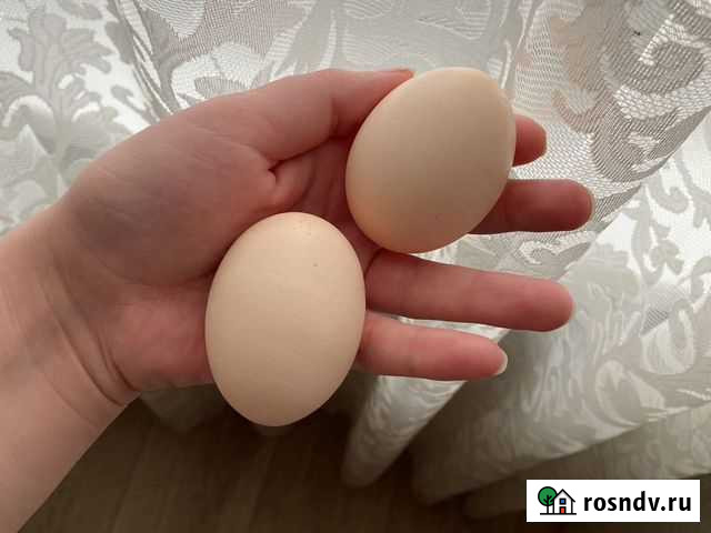 Куринные домашние яйца Прокопьевск - изображение 1