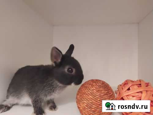 Декоративные кролики Санкт-Петербург - изображение 1