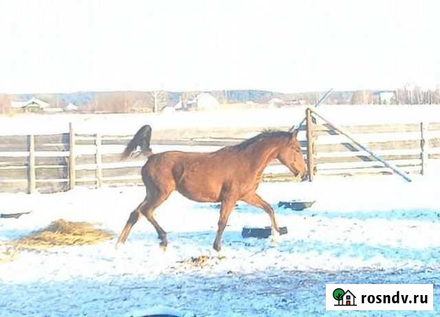 Кобылка спорт.помесь обмен/продажа Кунгур - изображение 1