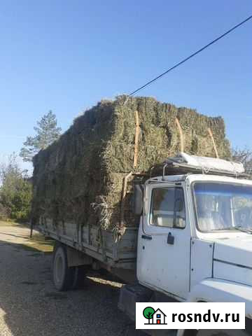 Сено и солома в тюках Пшехская - изображение 1