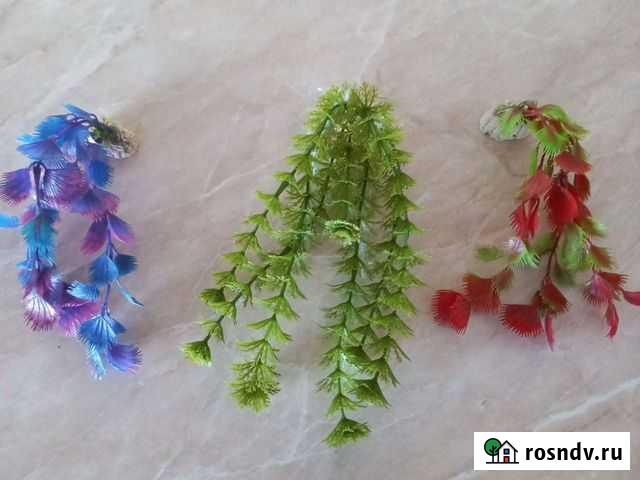 Водоросли, аквариумные растения Тюмень - изображение 1