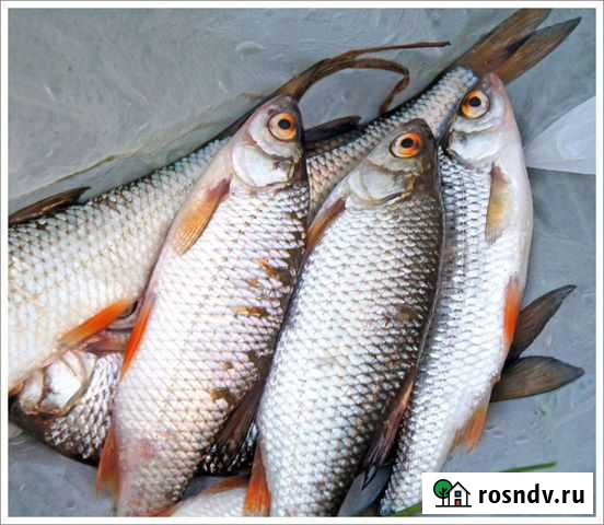 Рыба чебак Амурск - изображение 1