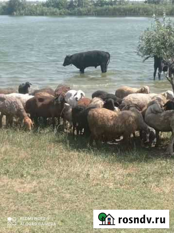 Бараны Багаевская - изображение 1