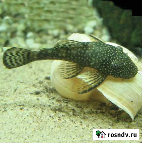 Сомики анцитрус Белгород - изображение 1