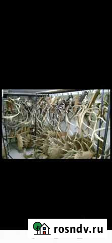 Рога лося оленя Сызрань - изображение 1