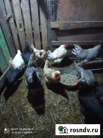 Куры Никольское - изображение 1