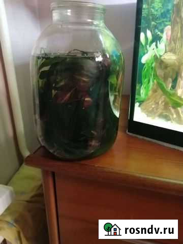 Криптокарина Ярославль - изображение 1