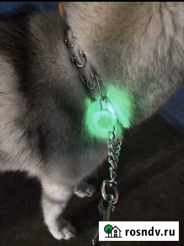 Световой маячок для собаки Ульяновск - изображение 1