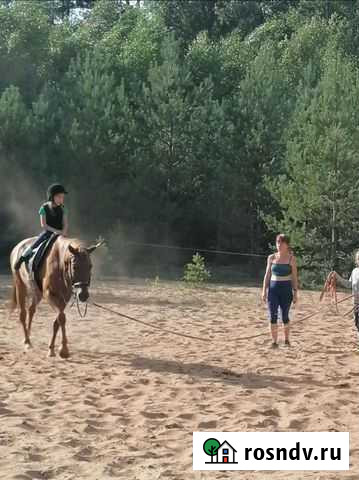 Урок верховой езды Идрица - изображение 1