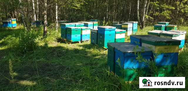 Мед натуральный лес + цветочный с личной пасеки Южно-Сахалинск - изображение 1