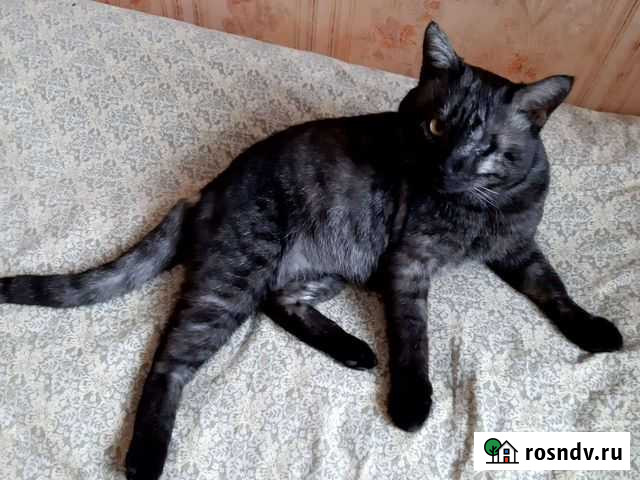 Передержка домашних животных Киров - изображение 1