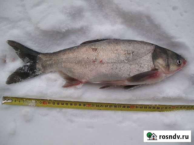 Свежезамороженая рыба толстолобик Тюмень - изображение 1