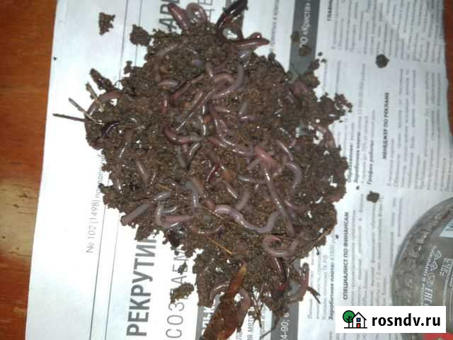 Земляные черви Киров - изображение 1