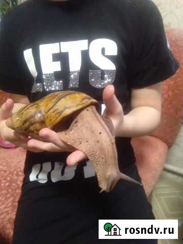 Ахатинская улитка в добрые руки Иркутск - изображение 1