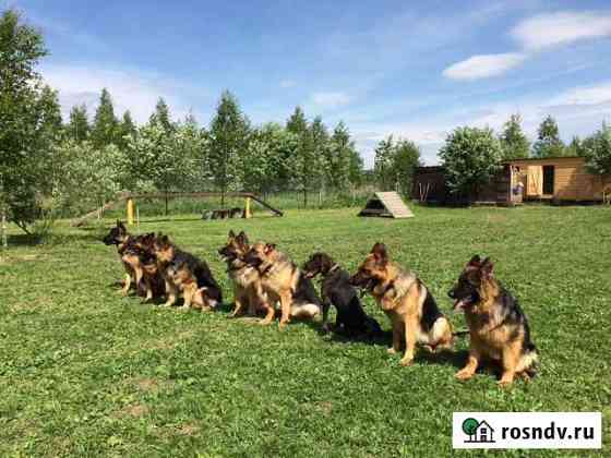 Дрессировка, передержка собак Руза