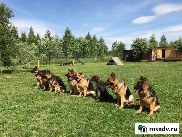 Дрессировка, передержка собак Руза - изображение 1