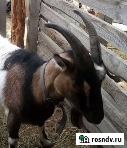 Козье молоко Старый Оскол - изображение 1