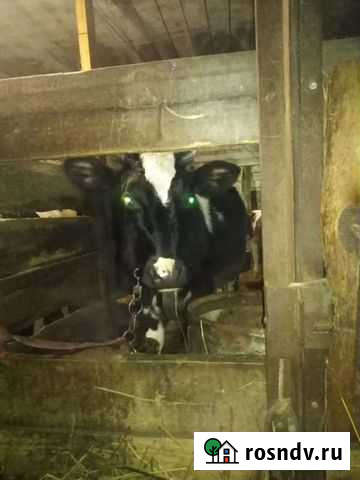 Корова Кемерово - изображение 1