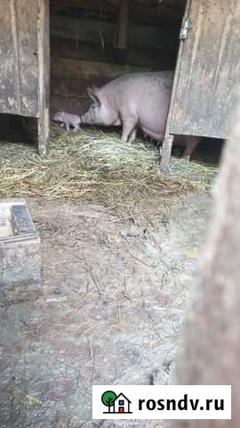 Отдам бесплатно Клин - изображение 1