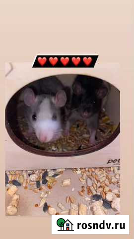 Крыса Одинцово - изображение 1