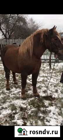 Лошадь жеребец Муром - изображение 1