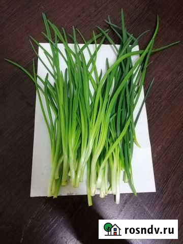 Лук зеленый Чита - изображение 1