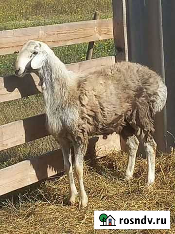 Баран Инкерман - изображение 1