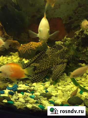 Парчовый птеригоплихт Мурманск - изображение 1