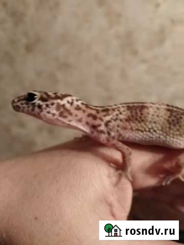 Эублефар Санкт-Петербург - изображение 1