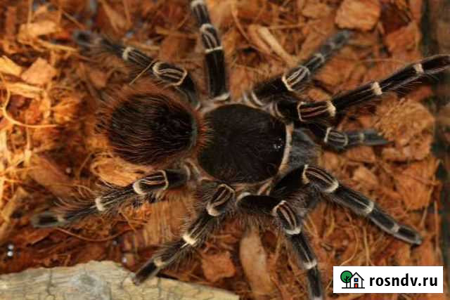 Паук птицеед Анапа - изображение 1